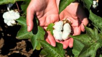 Technical Seminar #21: On the landscape of regenerative cotton