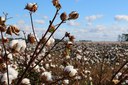 Organic Cotton Summit: From the Ground Up | Vivek Rawal