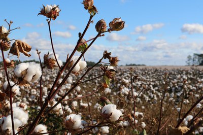 Regenerative agriculture in apparel: What does it mean for the future of cotton production?