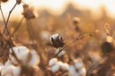 Be Curious LATES: Cotton’s Hidden Voices
