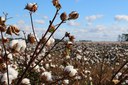 Cotton made in Africa Stakeholder Conference 2022 - Tackling Global Challenges through Innovations