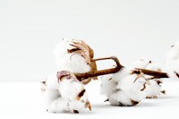 Better Cotton Supplier Training Programme: Mandarin